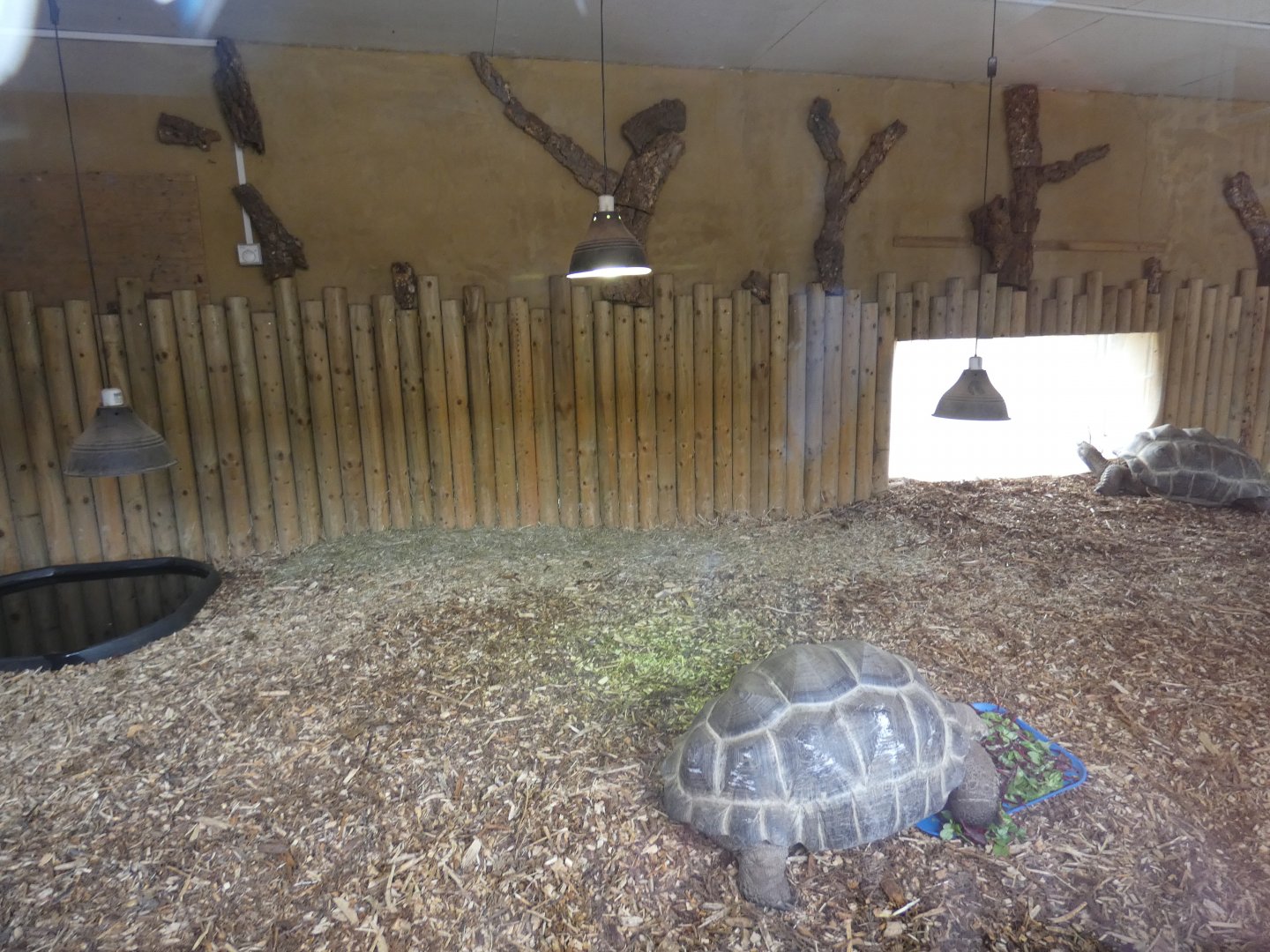 Aldabra Giant Tortoise indoor enclosure