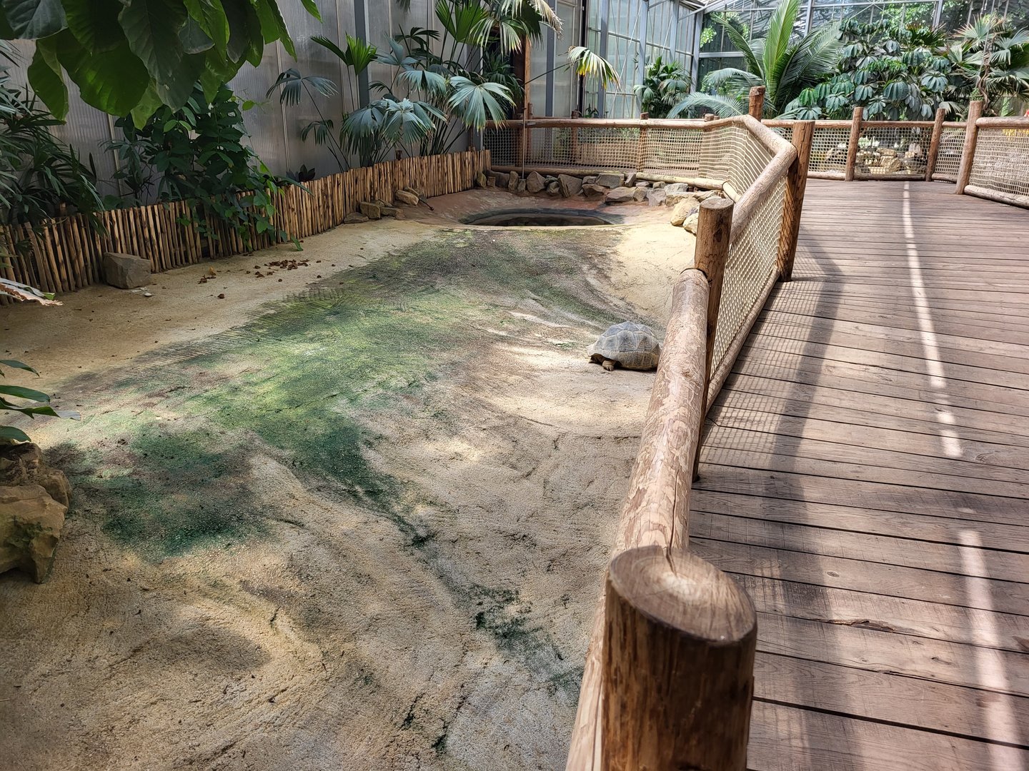 Aldabra giant tortoise indoor-enclosure