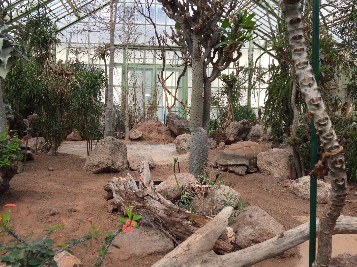 Aldabra giant tortoise indoor exhibit at the desert house