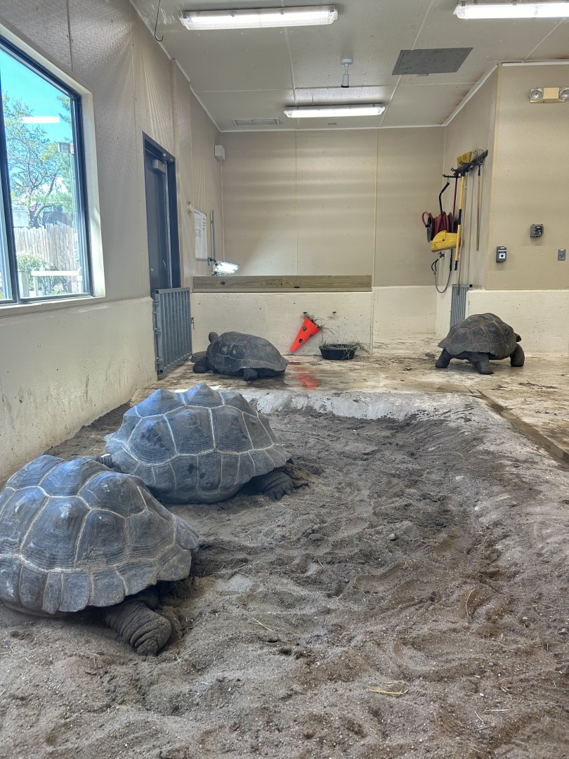 Aldabra Giant Tortoise - Indoor Exhibit