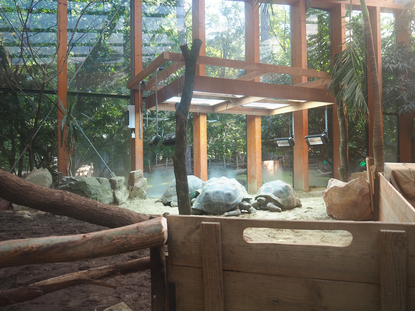 Aldabra giant tortoise indoor  paddock, 2023-09-24