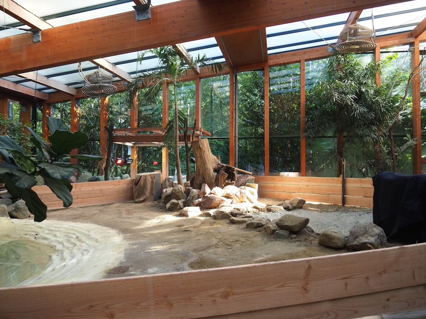 Aldabra giant tortoise indoor  paddock, 2023-09-24