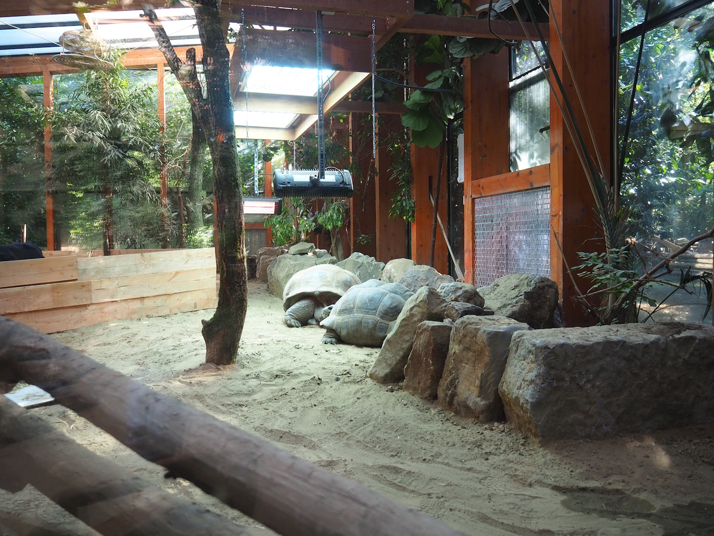 Aldabra giant tortoise indoor paddock, 2023-09-24