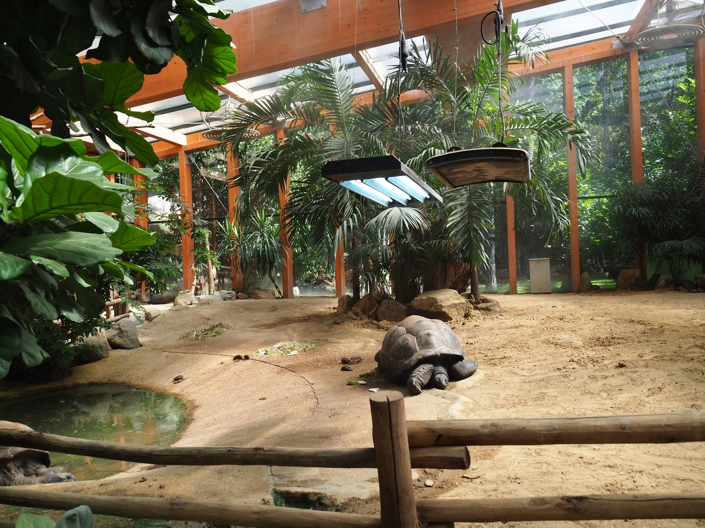 Aldabra giant tortoise indoor paddock