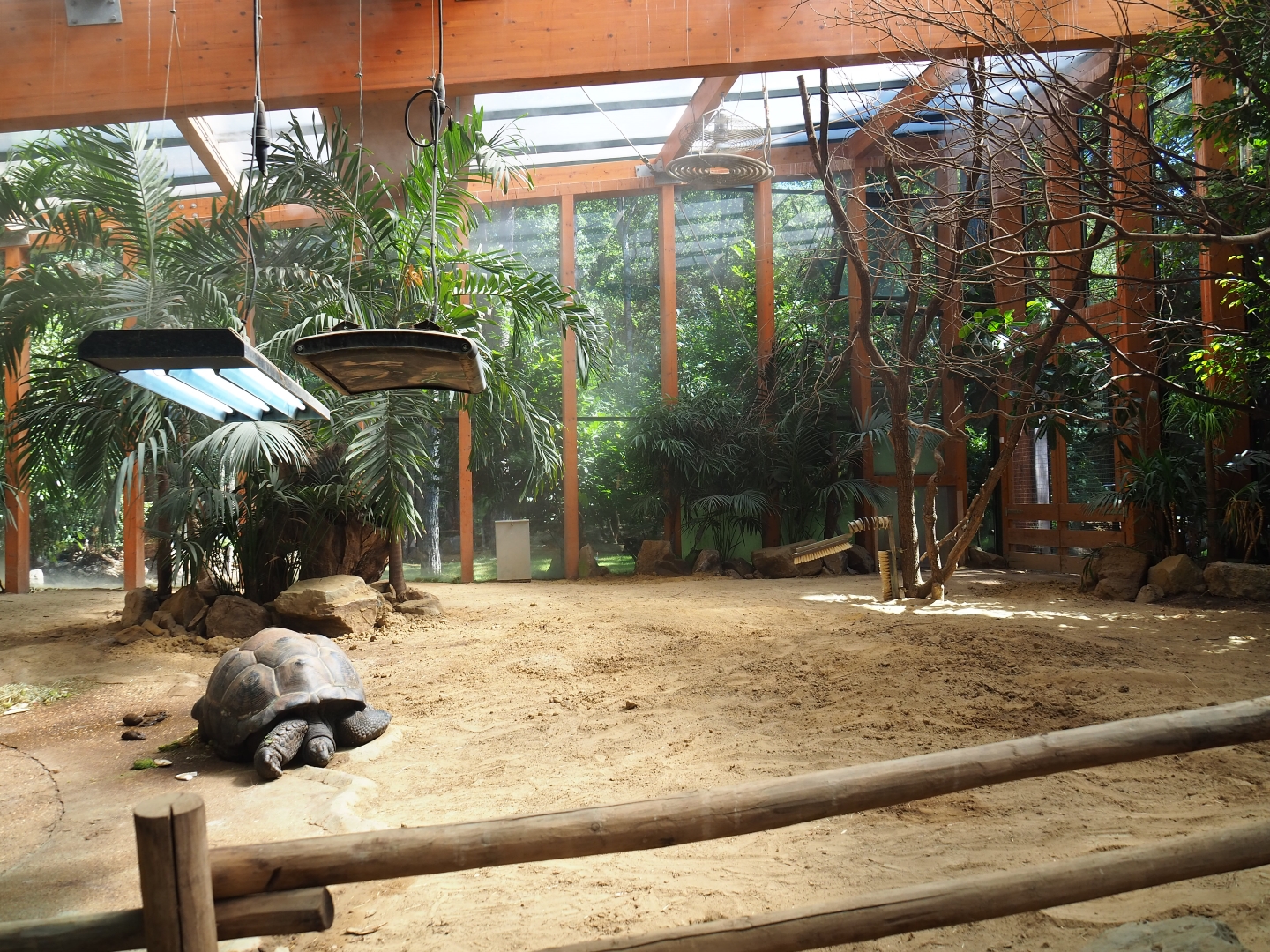 Aldabra giant tortoise indoor paddock