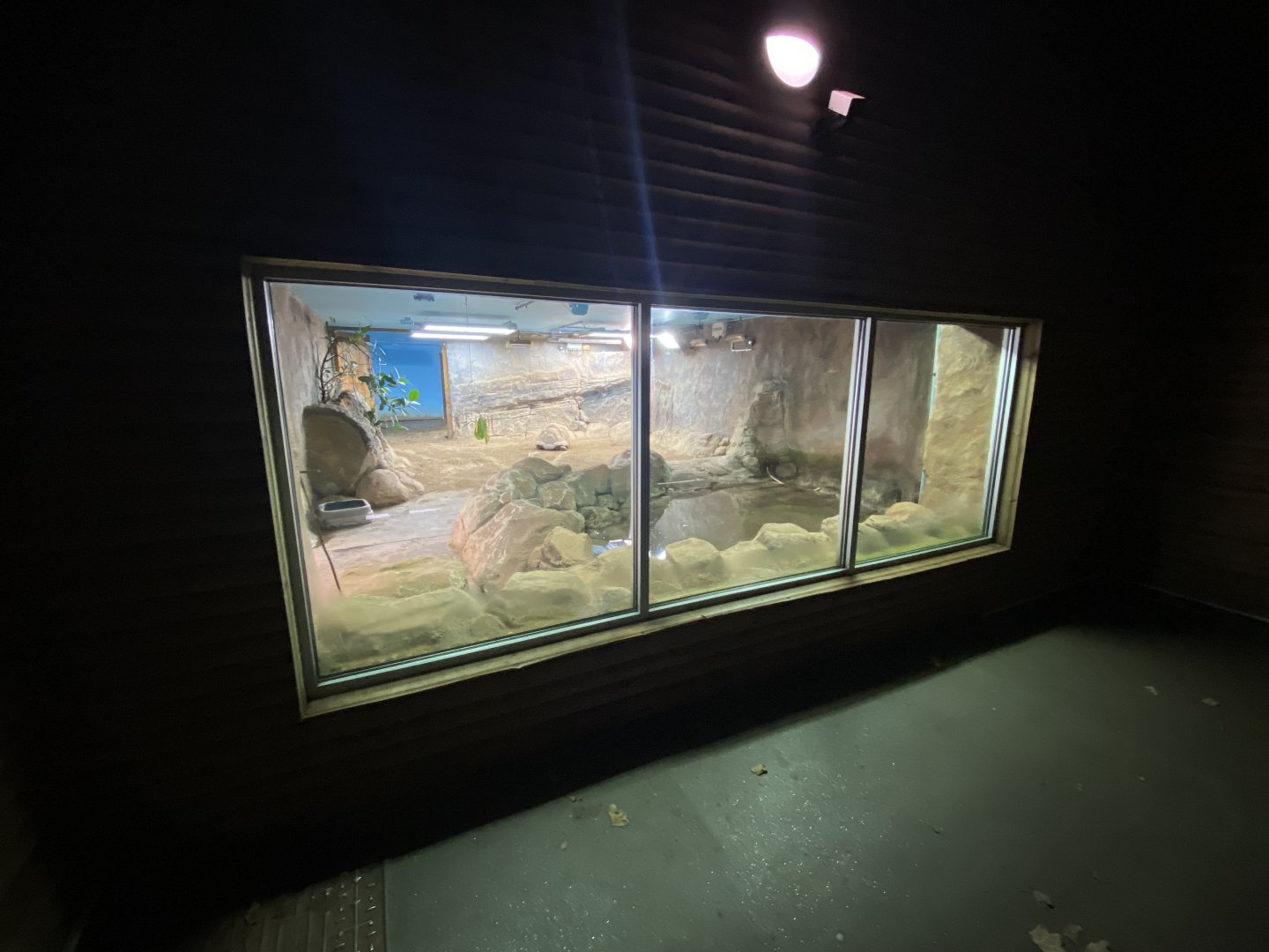 Aldabra giant tortoise indoors 201121