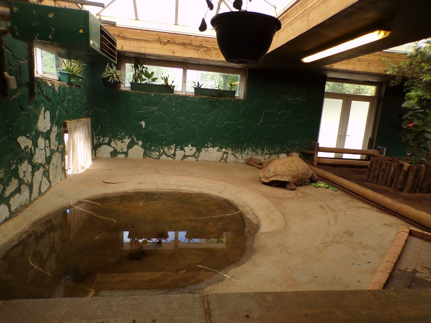 Aldabra giant tortoise indoors 7.7.24