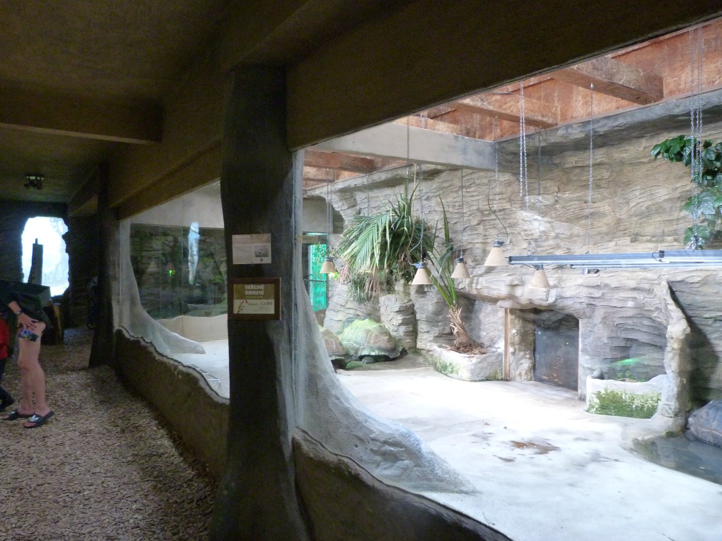 Aldabra giant tortoise indoors exhibit -Zoo Plzeň (2025)
