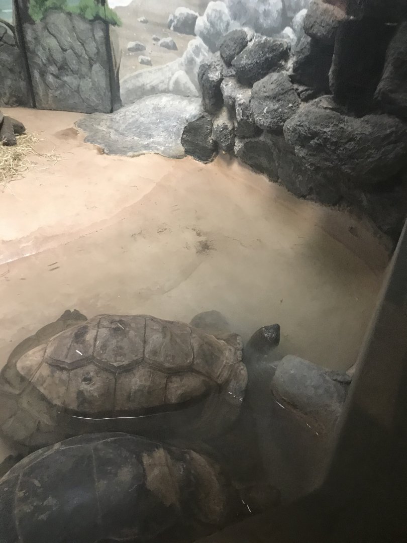 Aldabra giant tortoise male