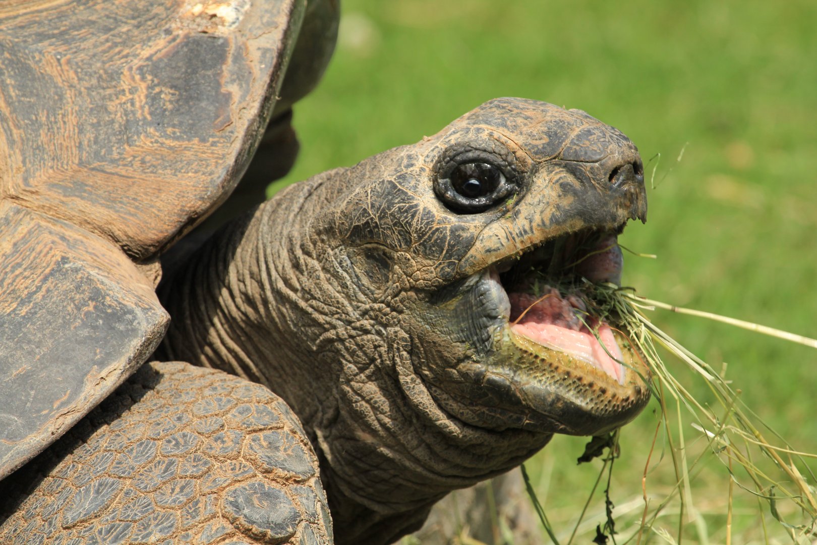 Aldabra Giant Tortoise (May 2018)