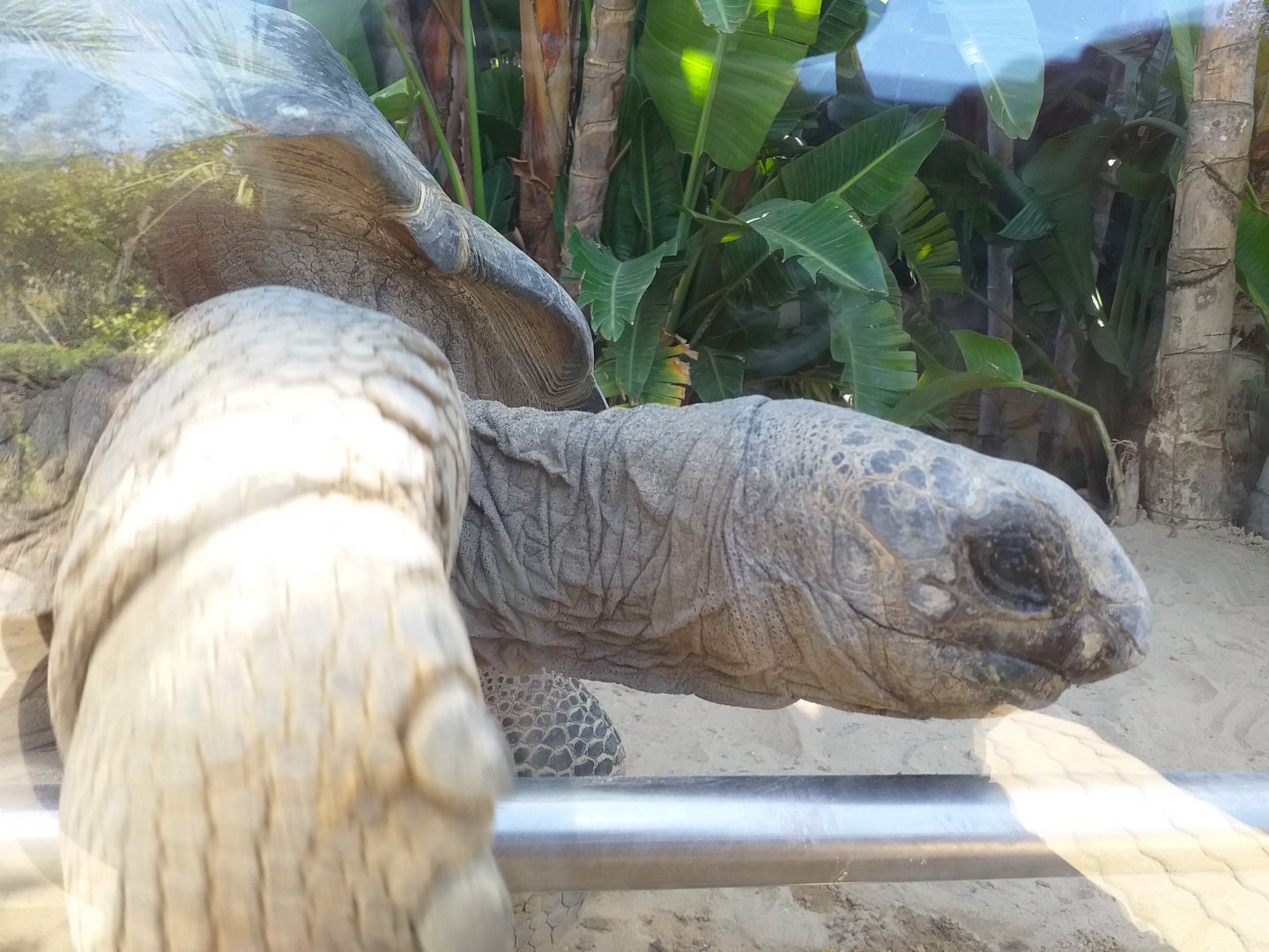 Aldabra giant tortoise -MundoMar Benidorm (2021)