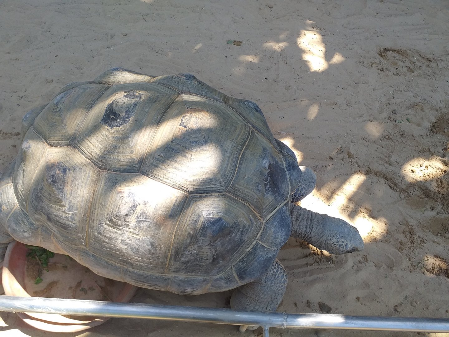 Aldabra giant tortoise -MundoMar Benidorm (2021)