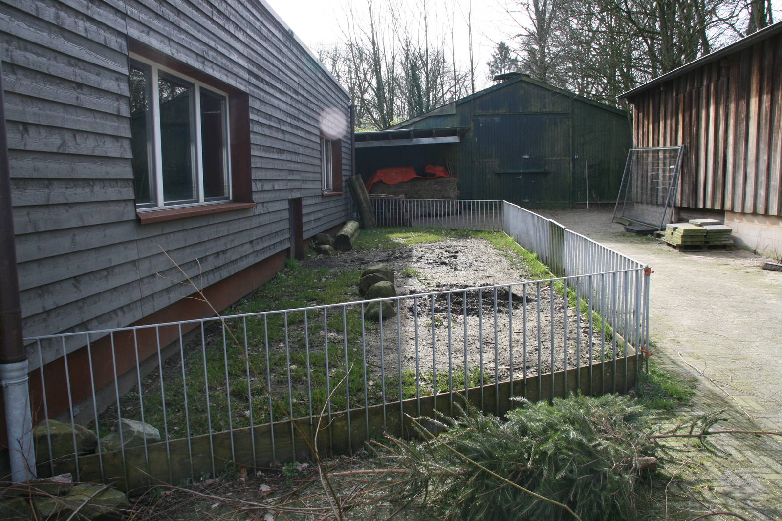 Aldabra giant tortoise off-show exhibit