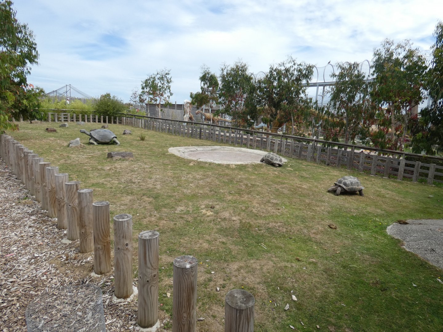 Aldabra Giant Tortoise outdoor enclosure