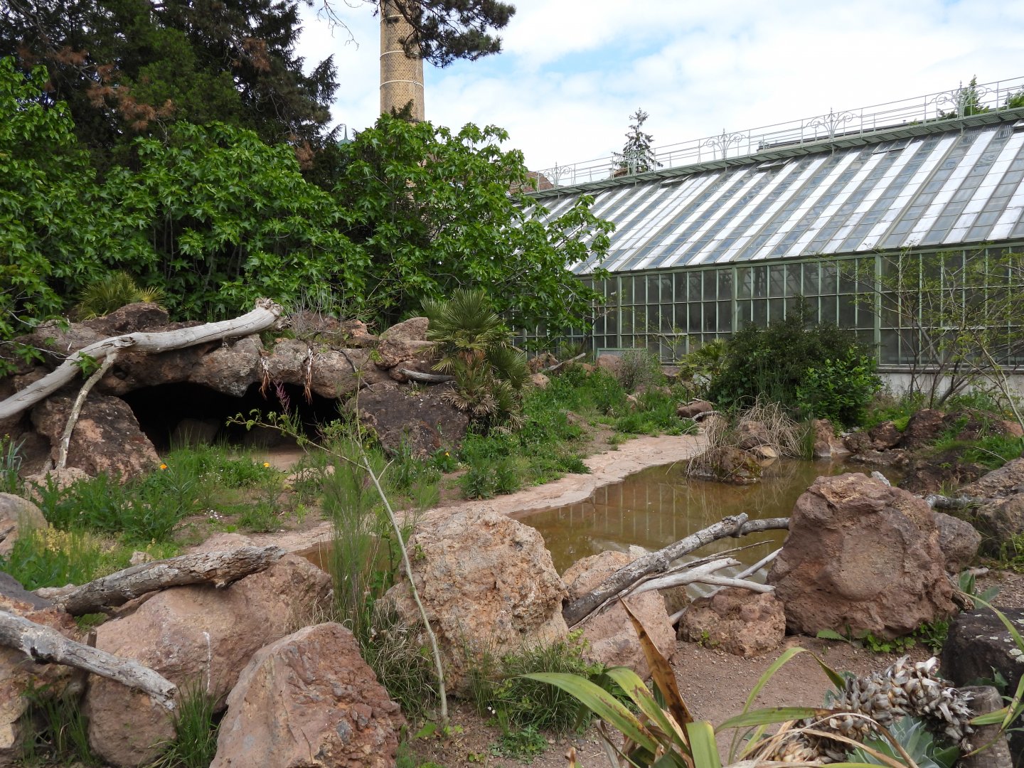 Aldabra giant tortoise outdoor exhibit at the desert house
