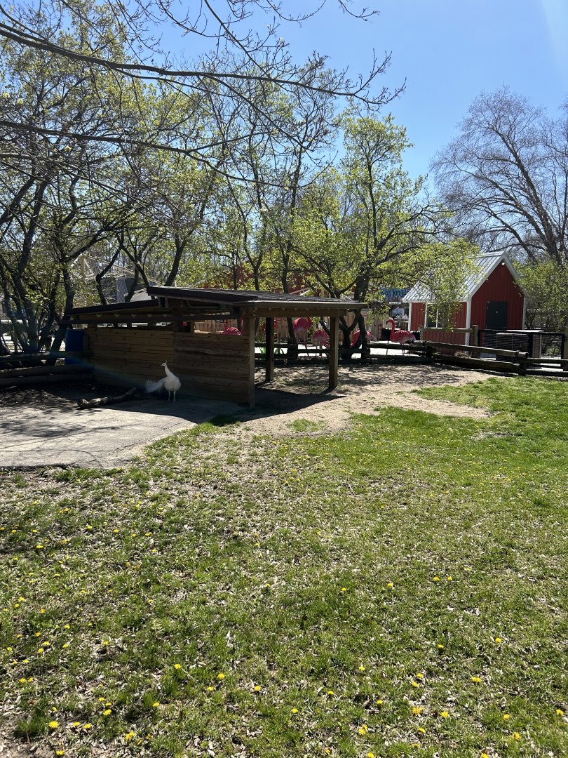 Aldabra Giant Tortoise - Outdoor Exhibit