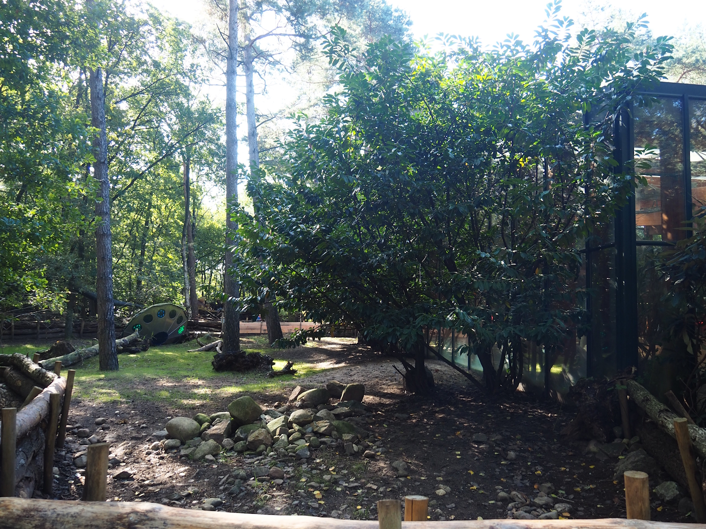 Aldabra giant tortoise outdoor paddock, 2023-09-24