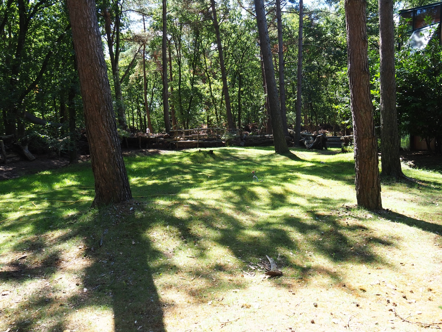 Aldabra giant tortoise outdoor paddock