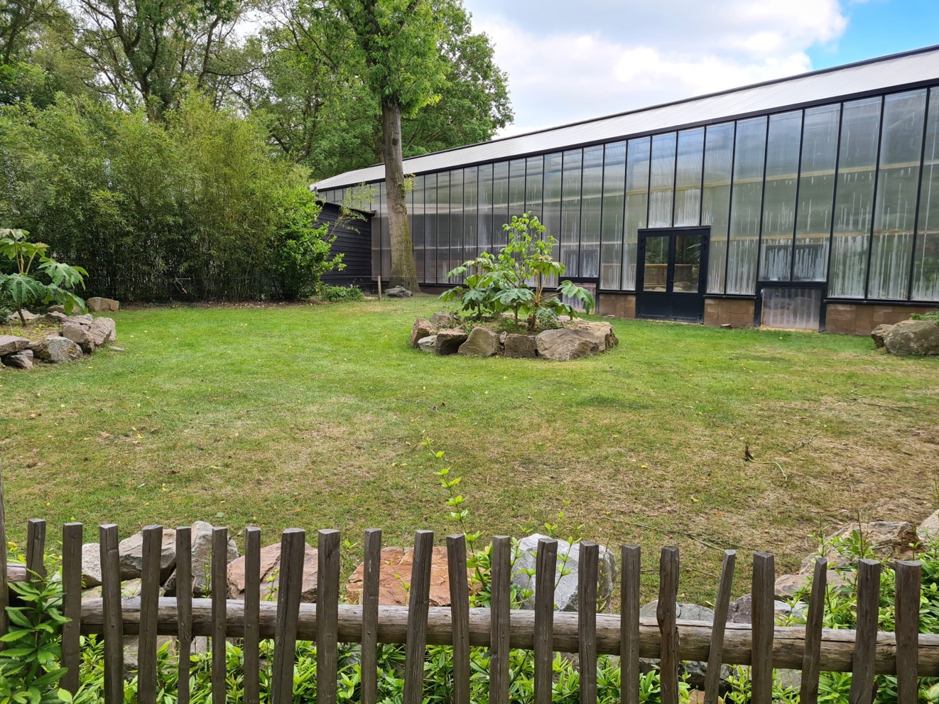 Aldabra giant tortoise - outside yard