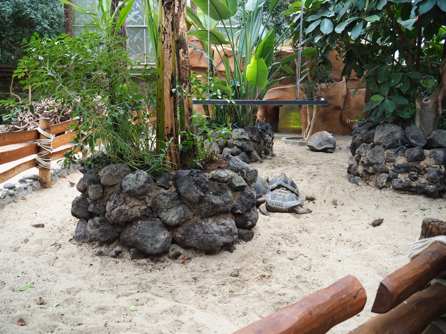 Aldabra giant tortoise paddock, 2019-10-05