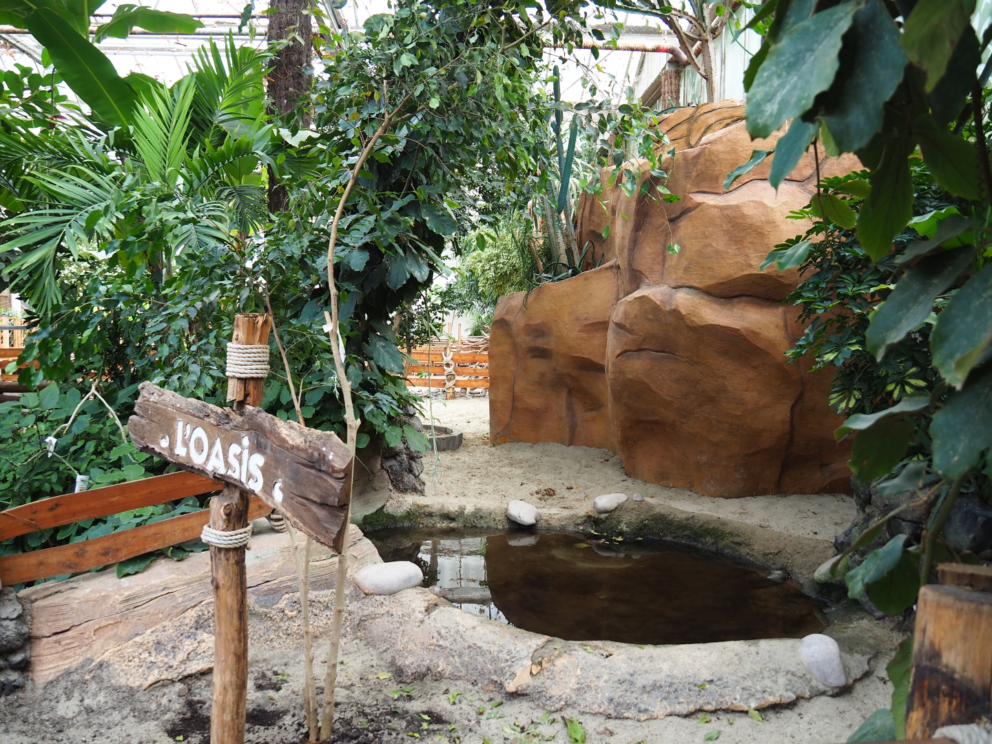 Aldabra giant tortoise paddock, 2019-10-05