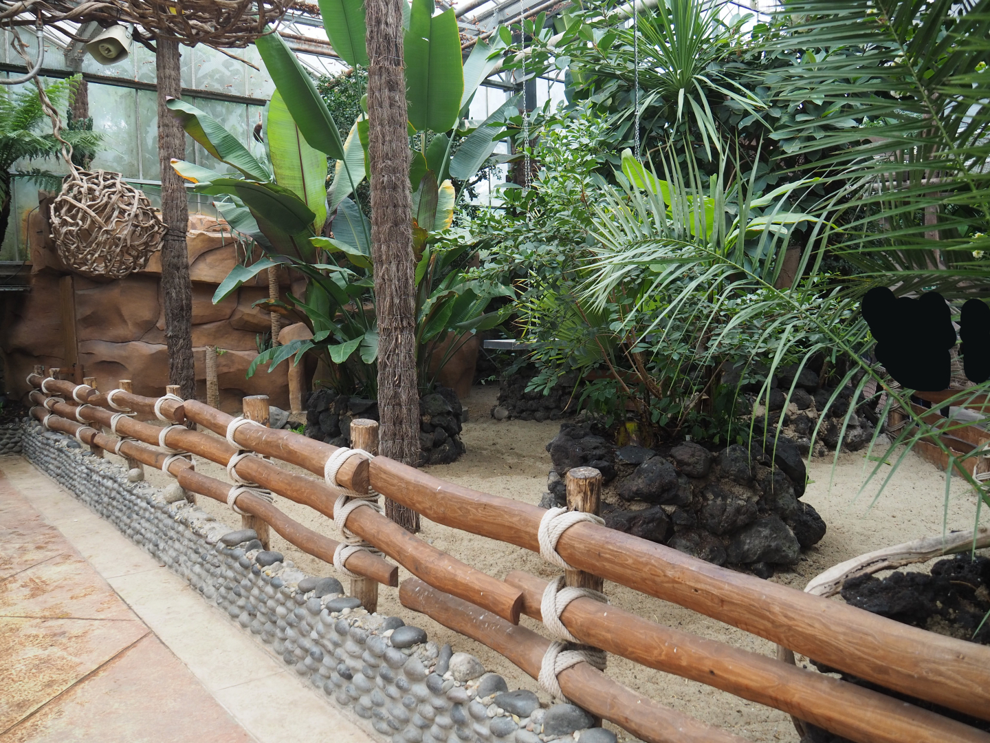 Aldabra giant tortoise paddock, 2020-09-03