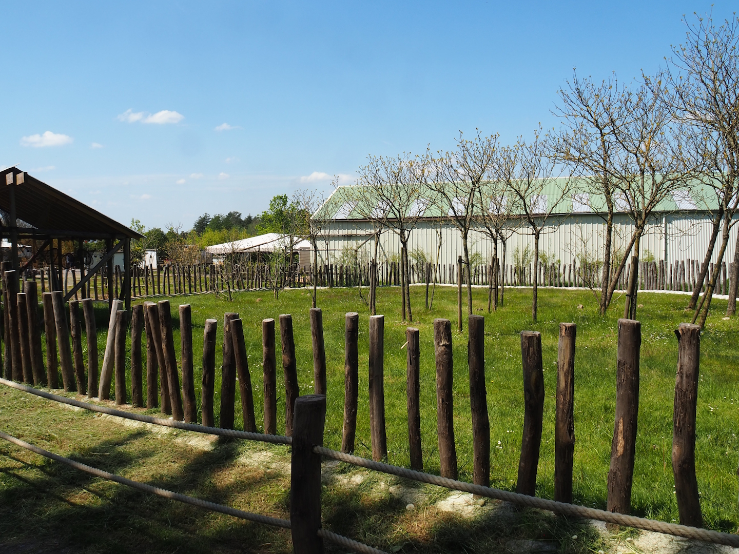 Aldabra giant tortoise paddock, 2023-05-19