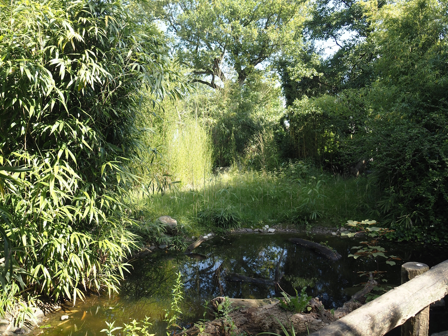Aldabra giant tortoise paddock, 2024-06-08