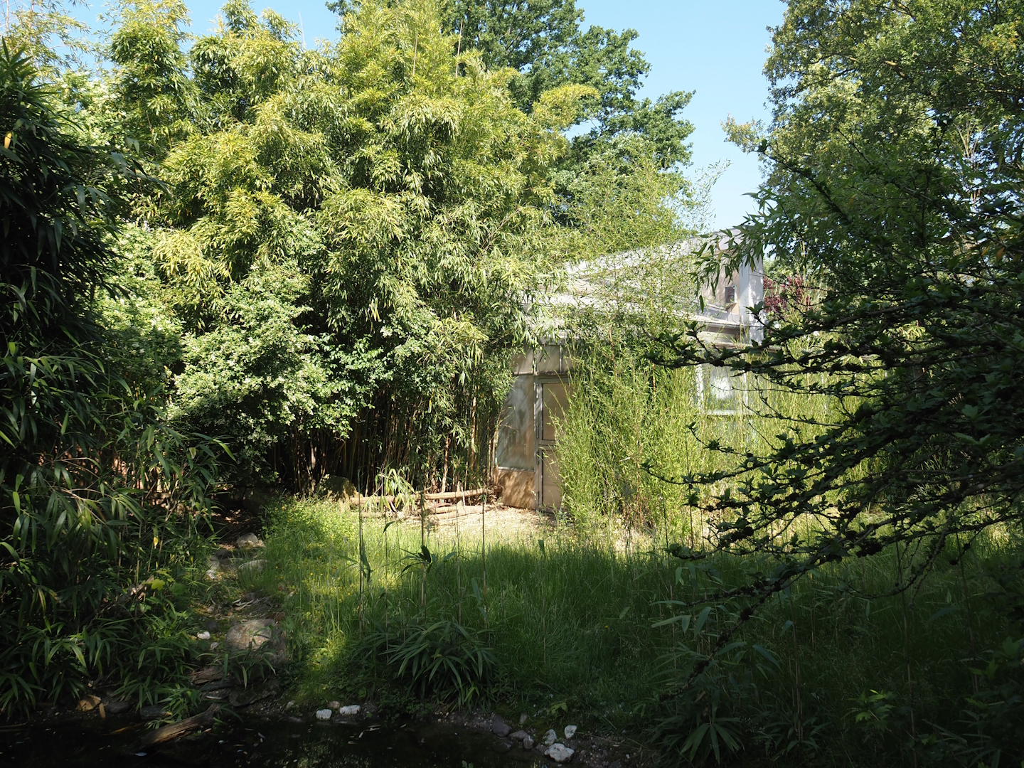 Aldabra giant tortoise paddock, 2024-06-08