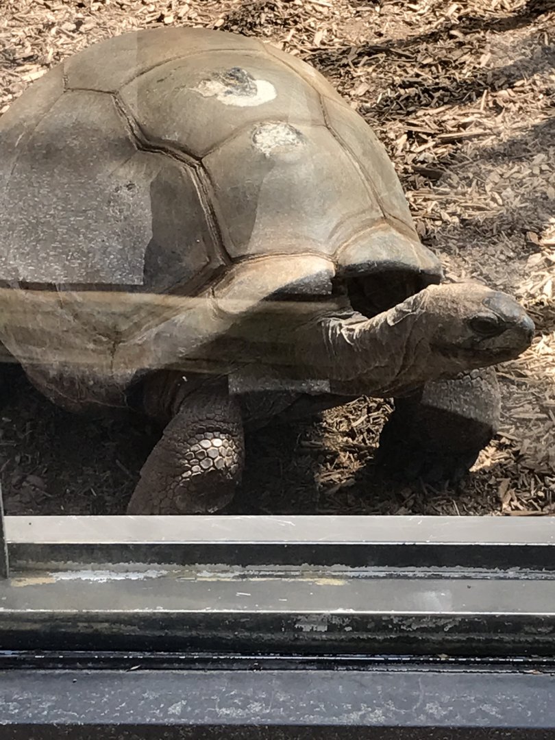Aldabra giant tortoise: Patches