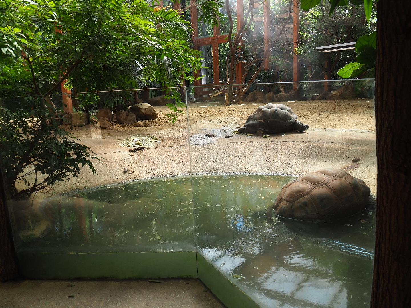 Aldabra giant tortoise pool