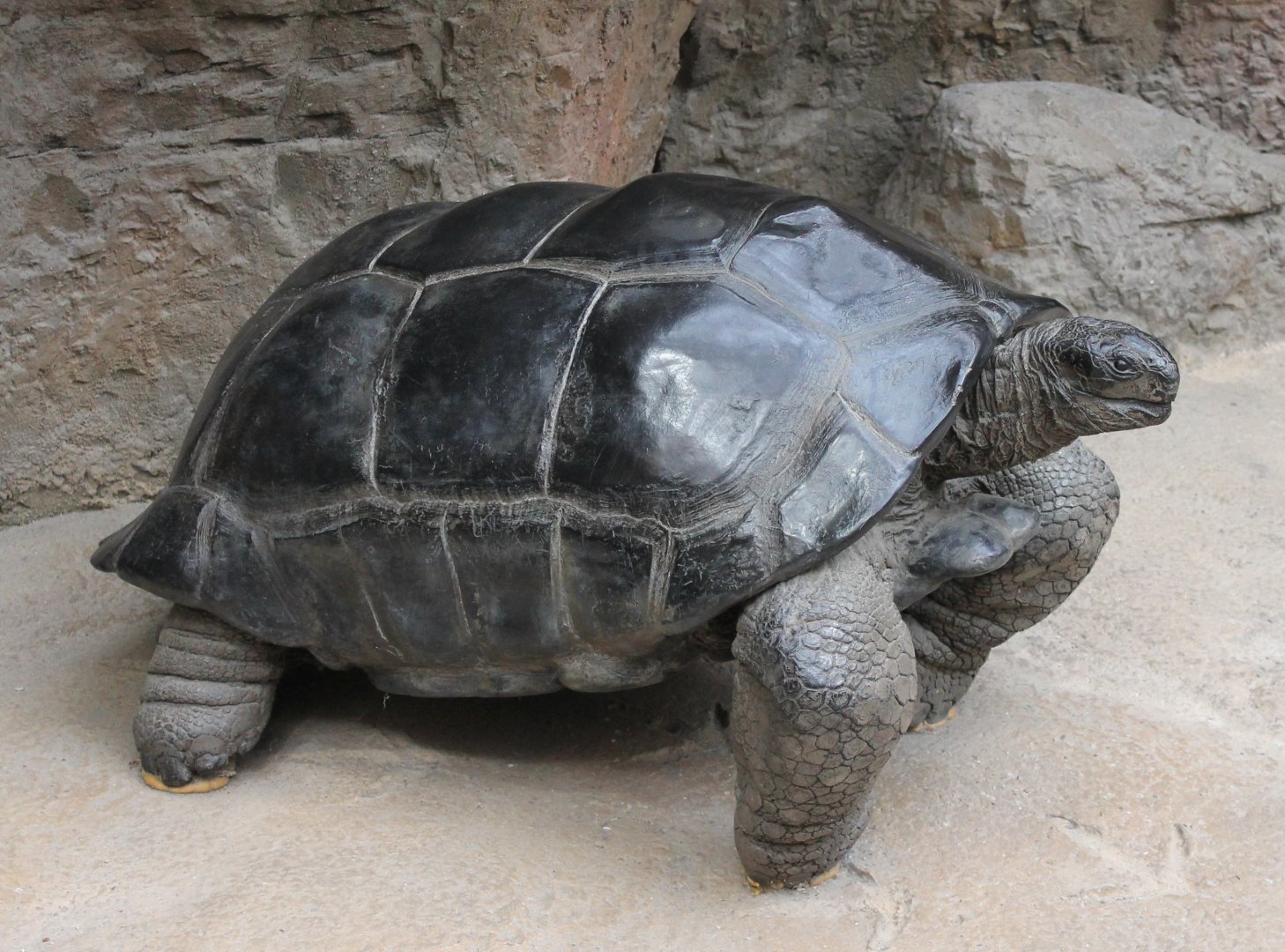 Aldabra giant tortoise-replica