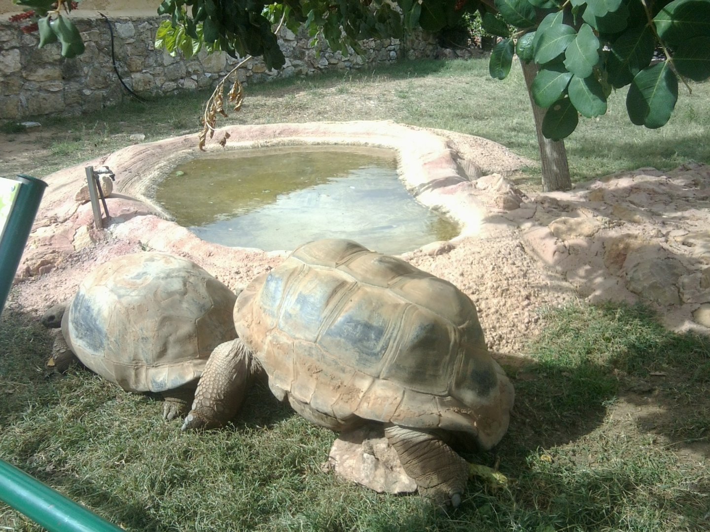 Aldabra giant tortoise trying to copulate