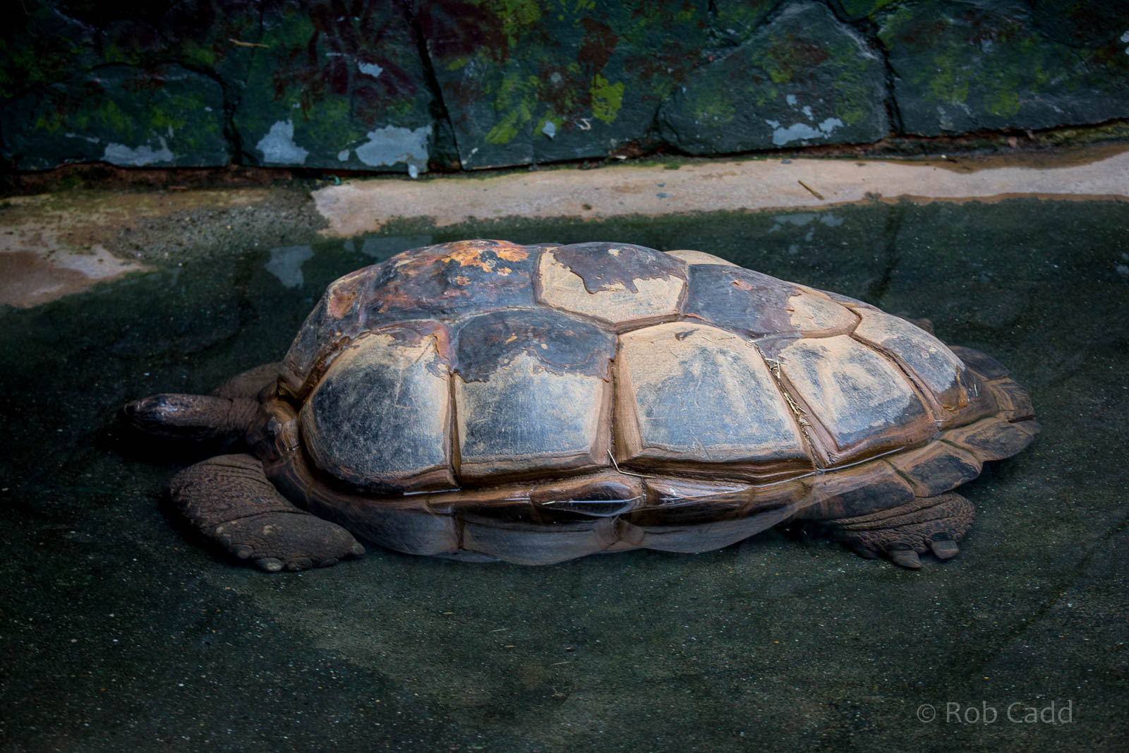 Aldabra giant tortoise : Twycross : 03 Oct 2014