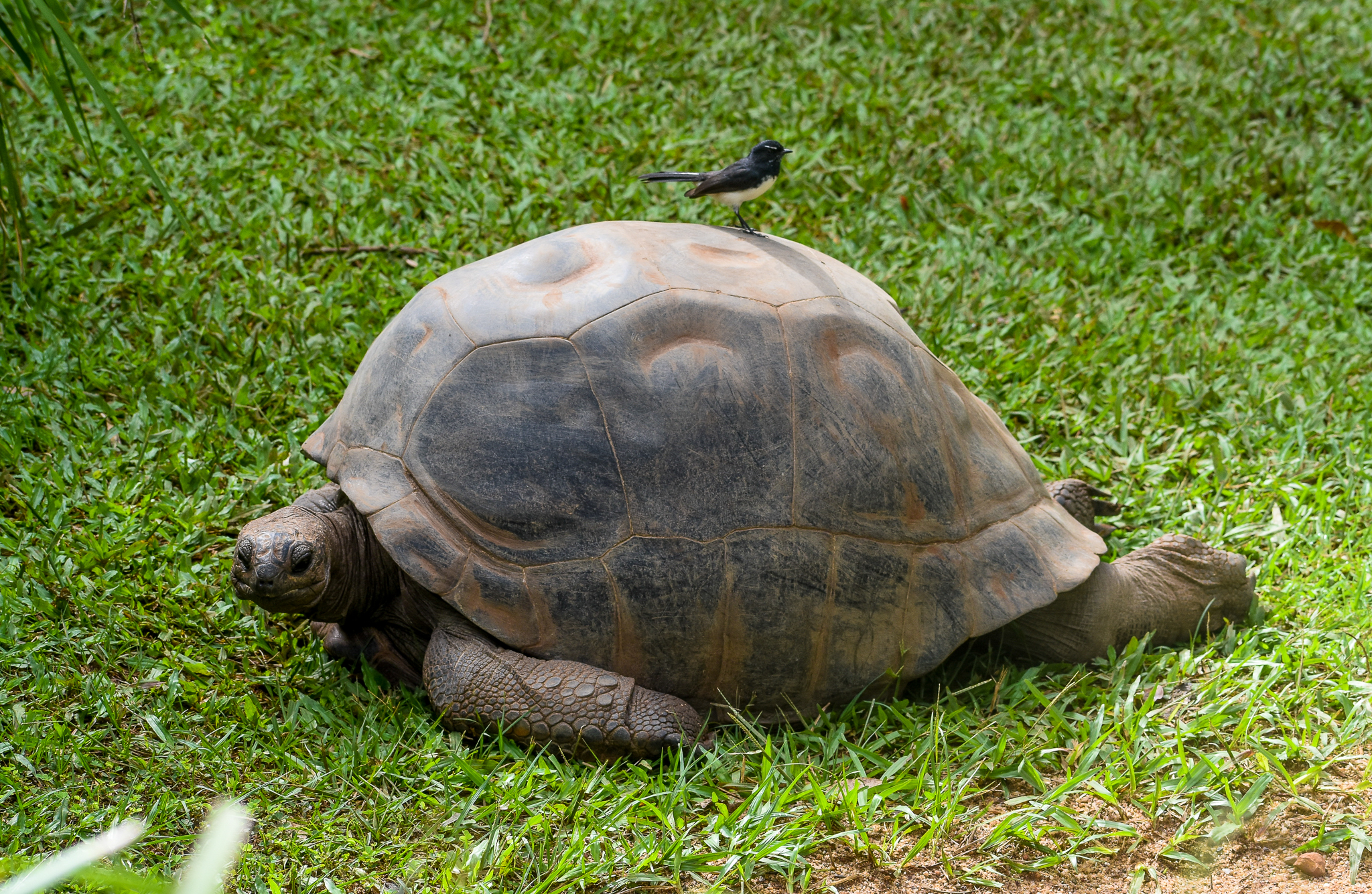 Aldabra Giant Tortoise with wild Willie Wagtail