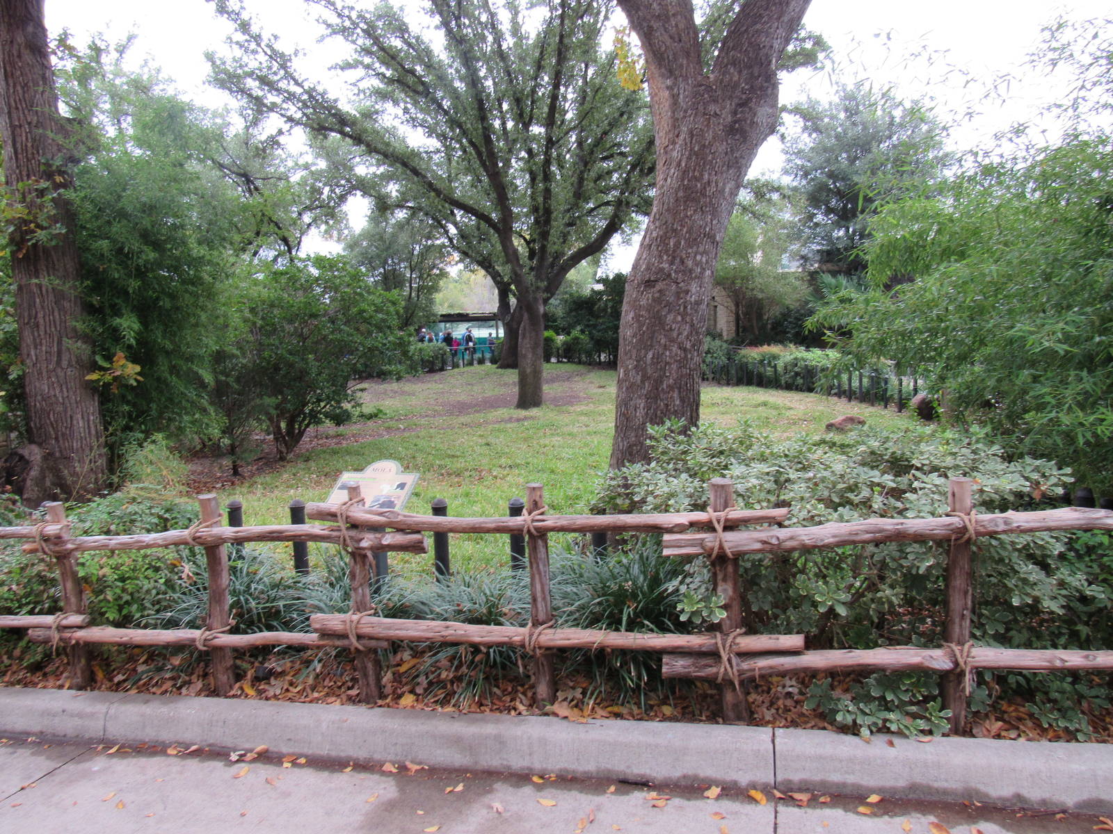 Aldabra Giant Tortoise Yard