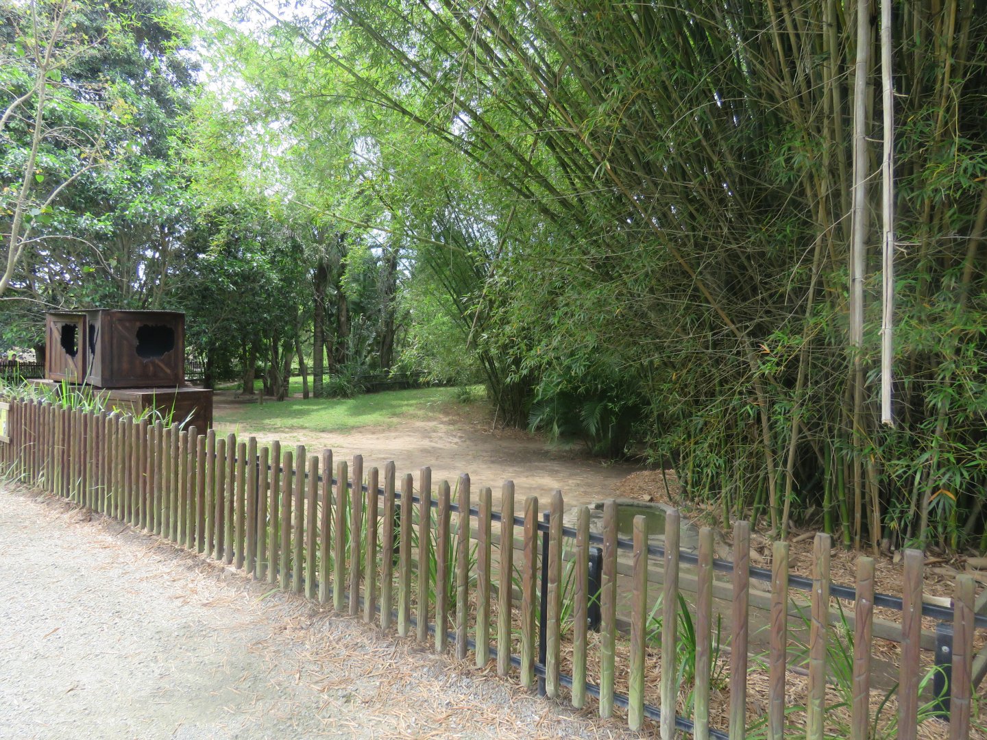 Aldabra Giant Tortoise Yard
