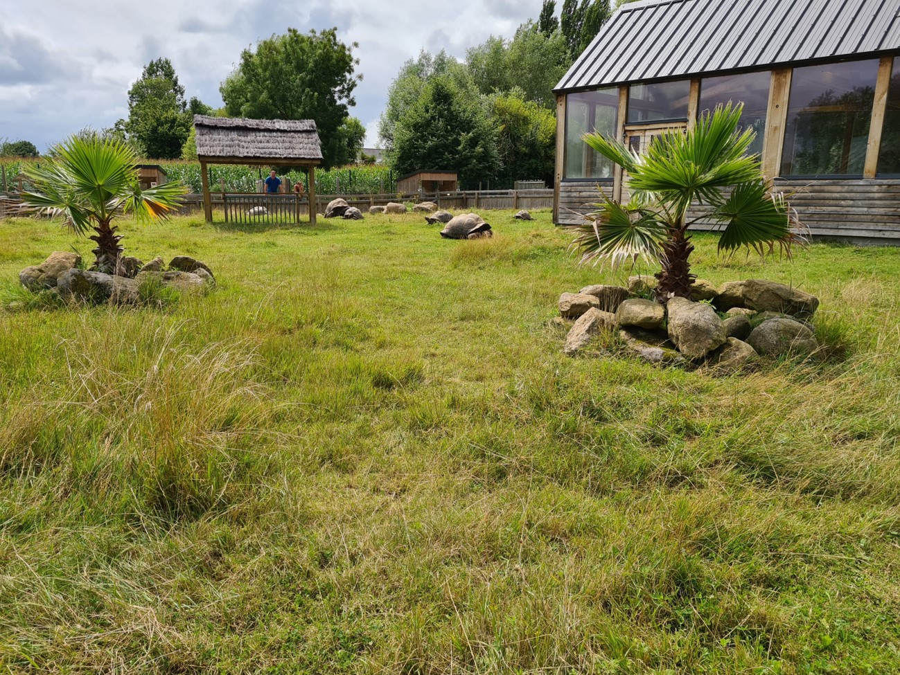 Aldabra giant tortoise yard