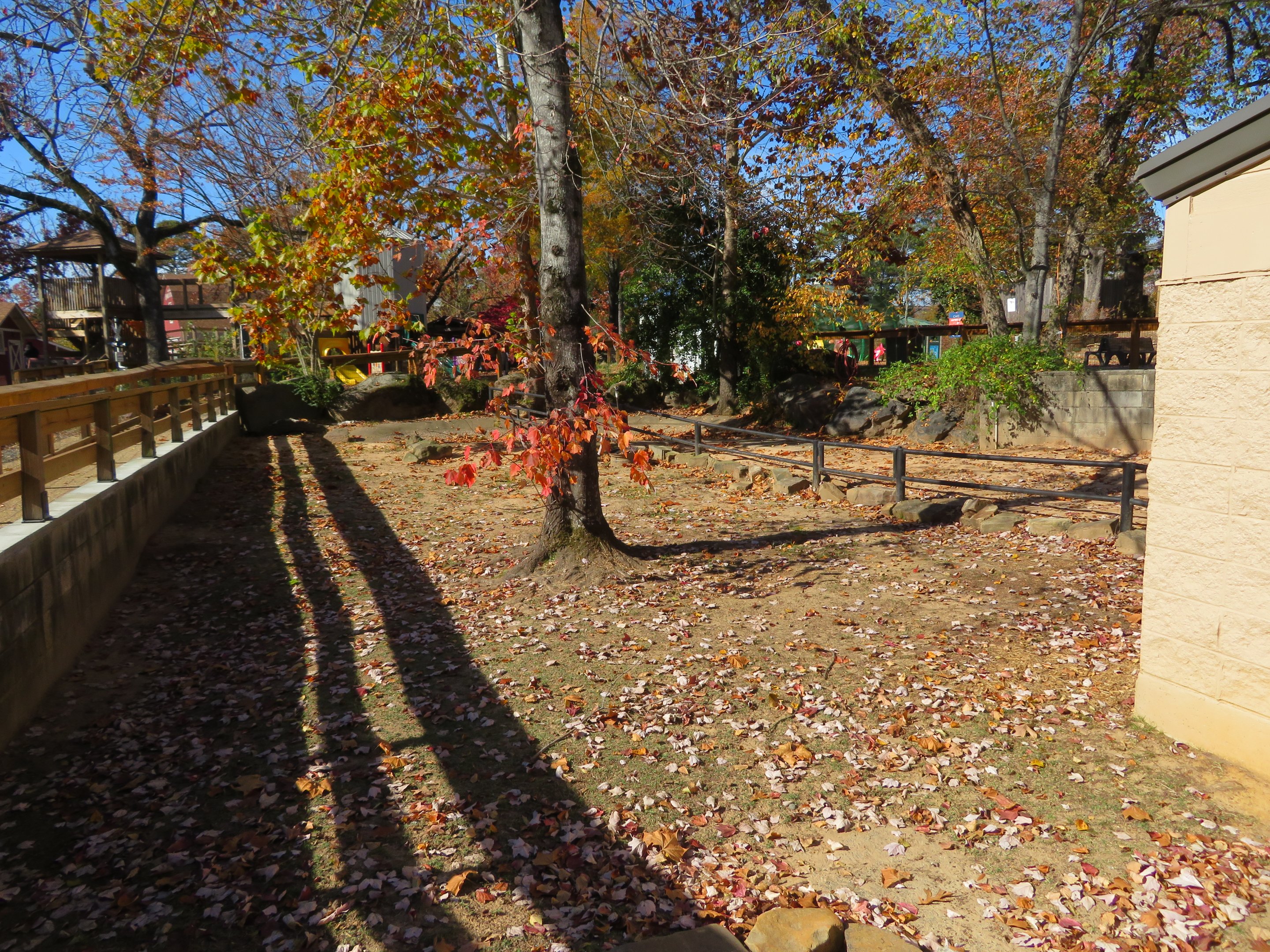 Aldabra Giant Tortoise Yard
