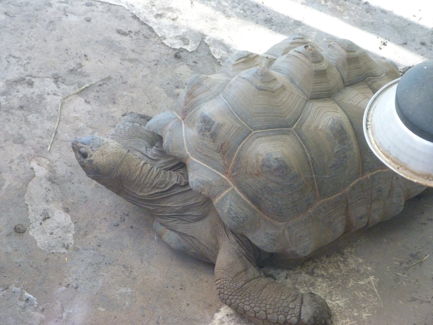 Aldabra giant tortoise -Zoo Aquarium de Madrid (2025)