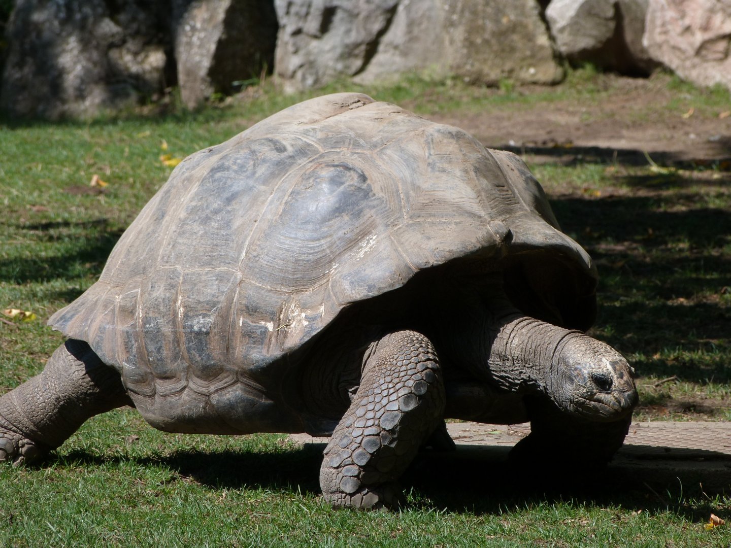 Aldabra giant tortoise -Zoo Praha (2025)
