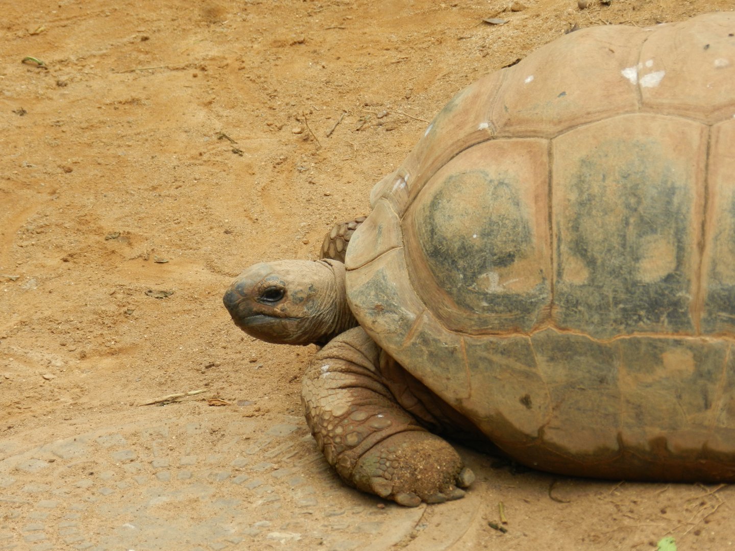 Aldabra giant tortoise - Zoo São Paulo