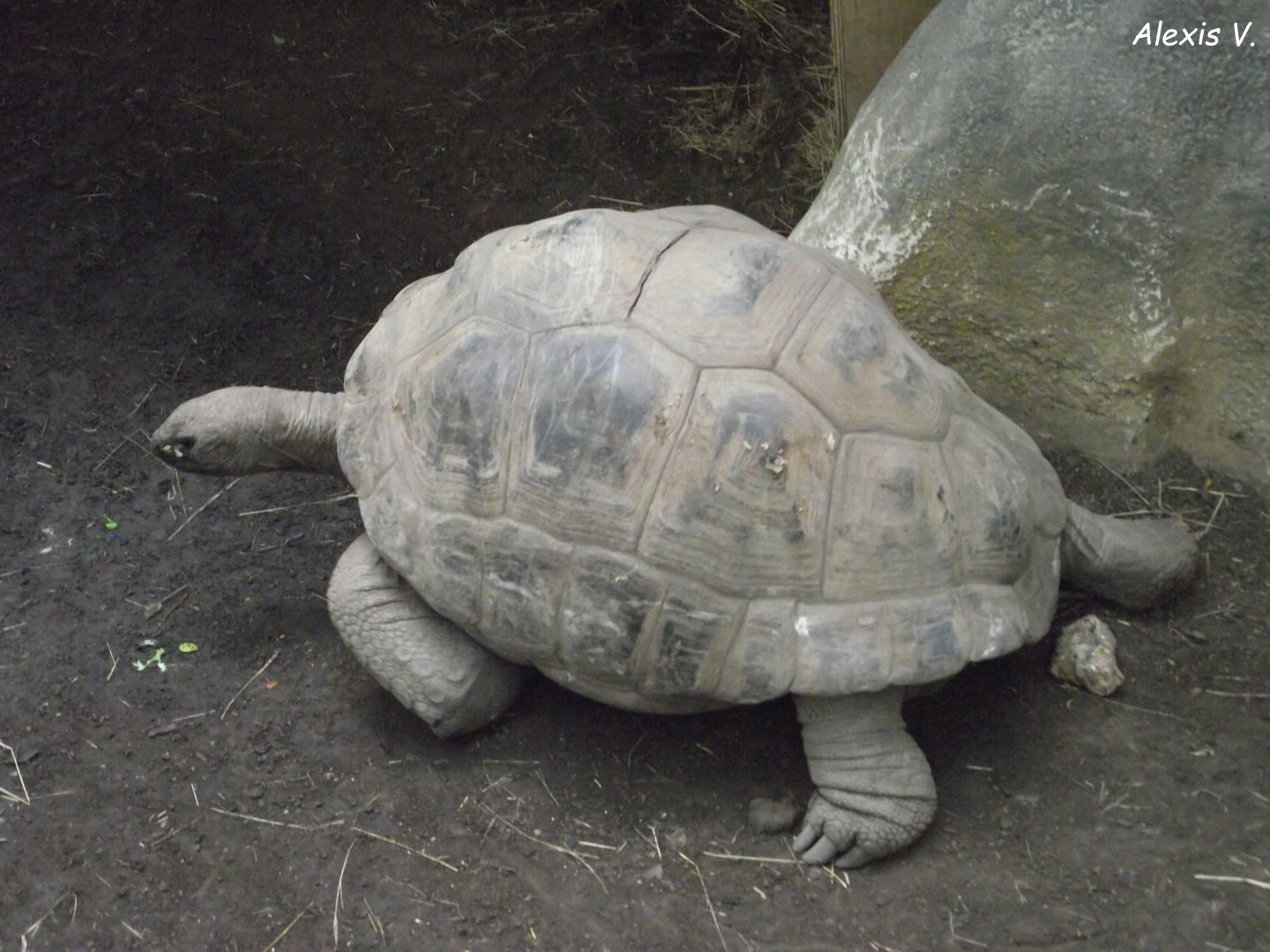 Aldabra Giant Tortoise - Zooparc de Beauval - 10/2020