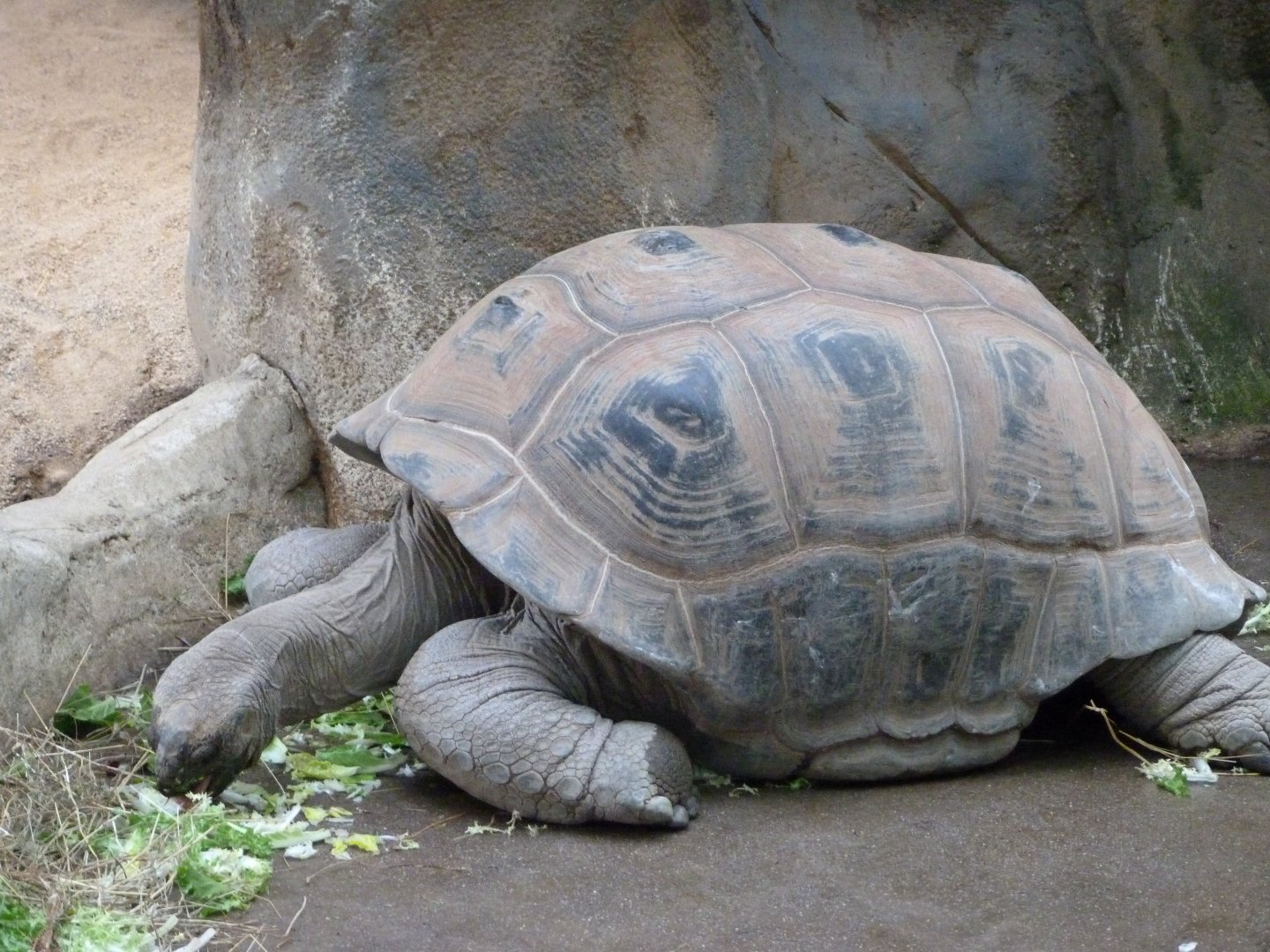 Aldabra giant tortoise -ZooParc de Beauval (2025)