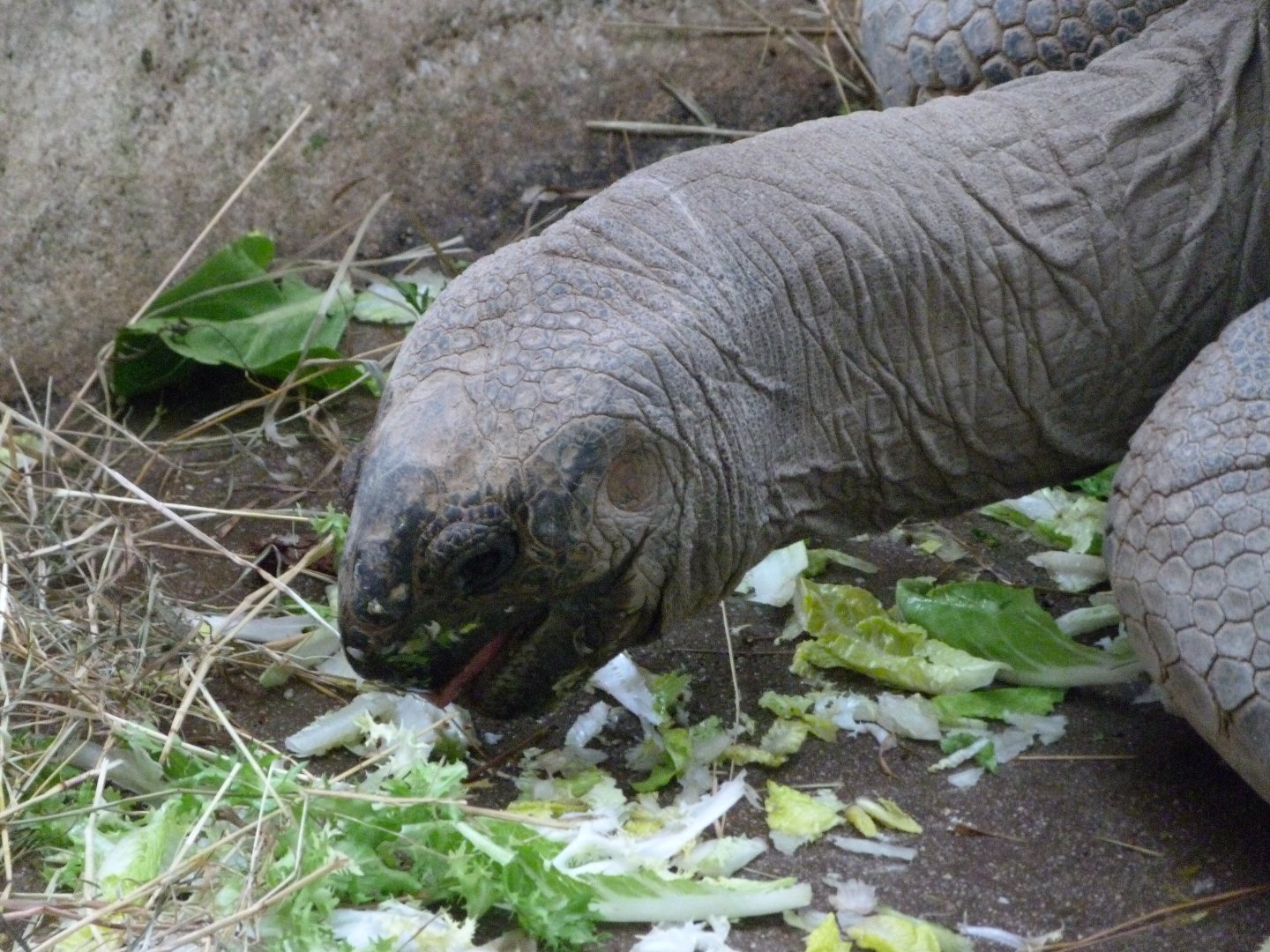 Aldabra giant tortoise -ZooParc de Beauval (2025)