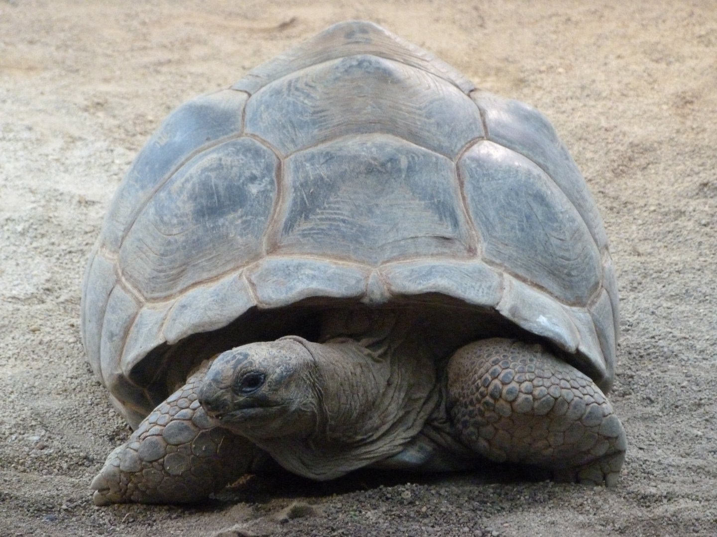 Aldabra giant tortoise -ZooParc de Beauval (2025)