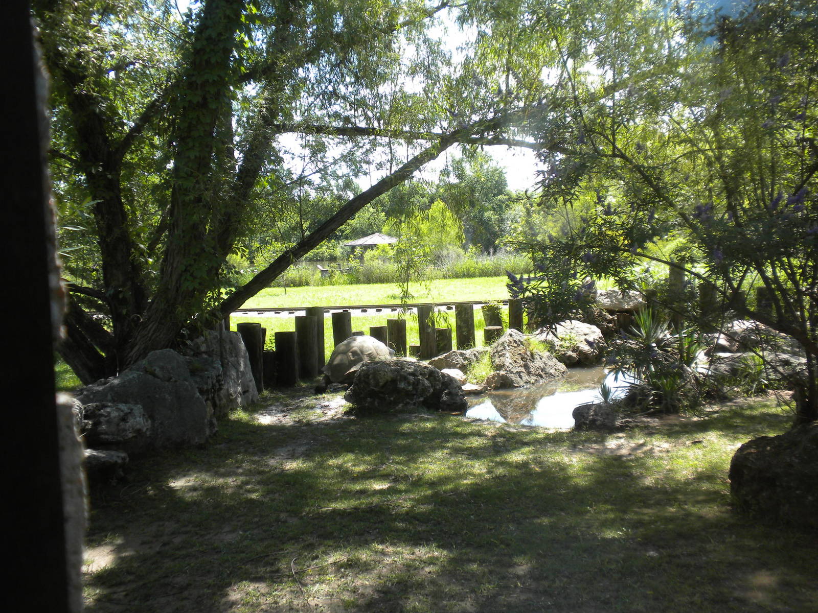 Aldabra Giant Tortoise