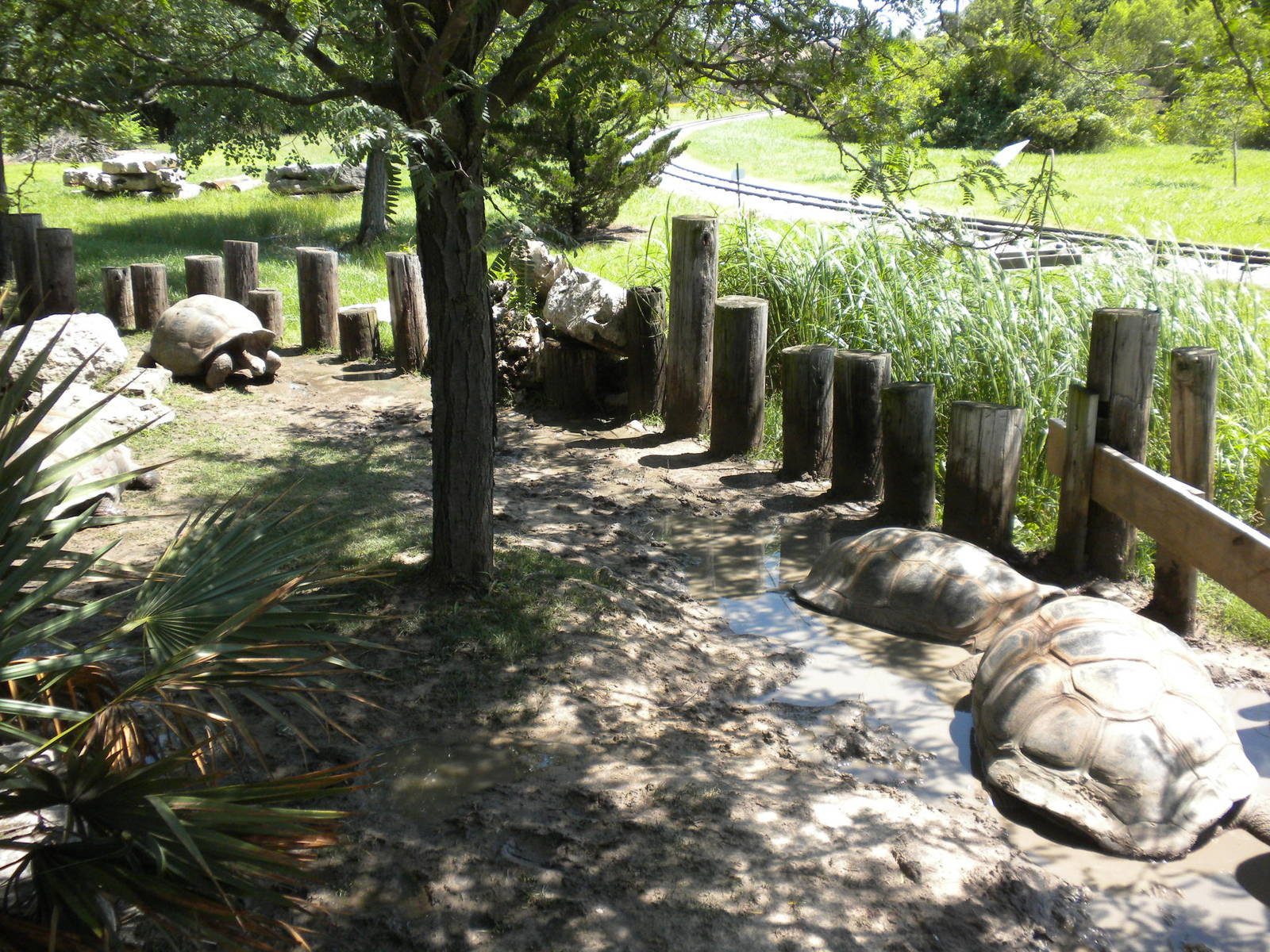 Aldabra Giant Tortoise