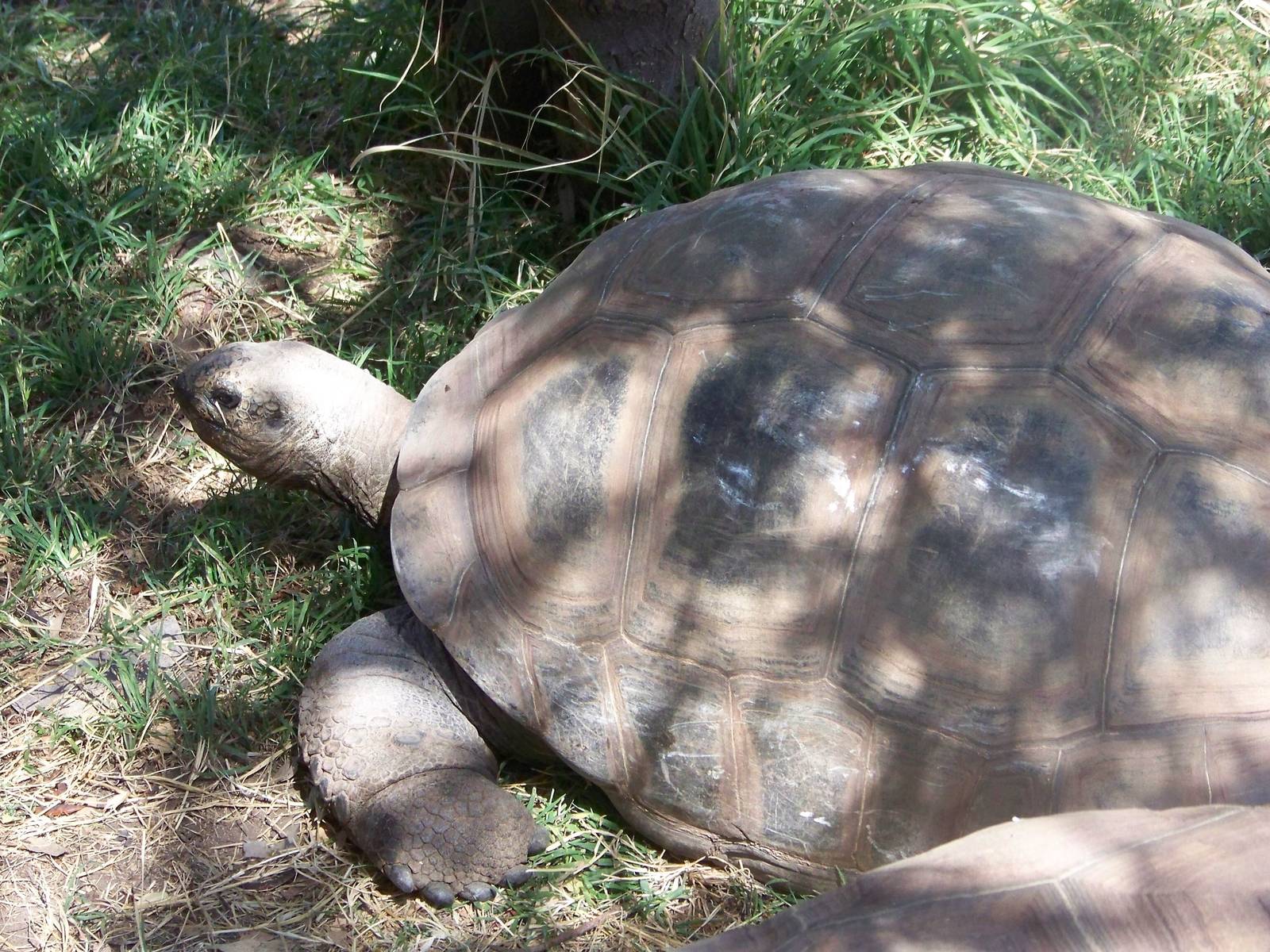 Aldabra Giant Tortoise