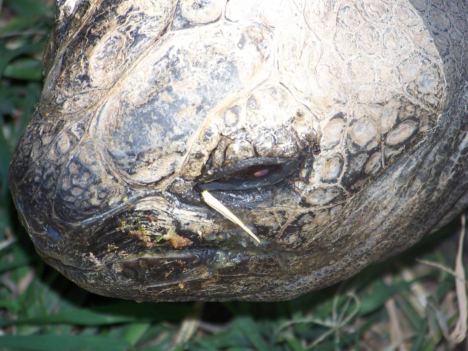 Aldabra Giant Tortoise